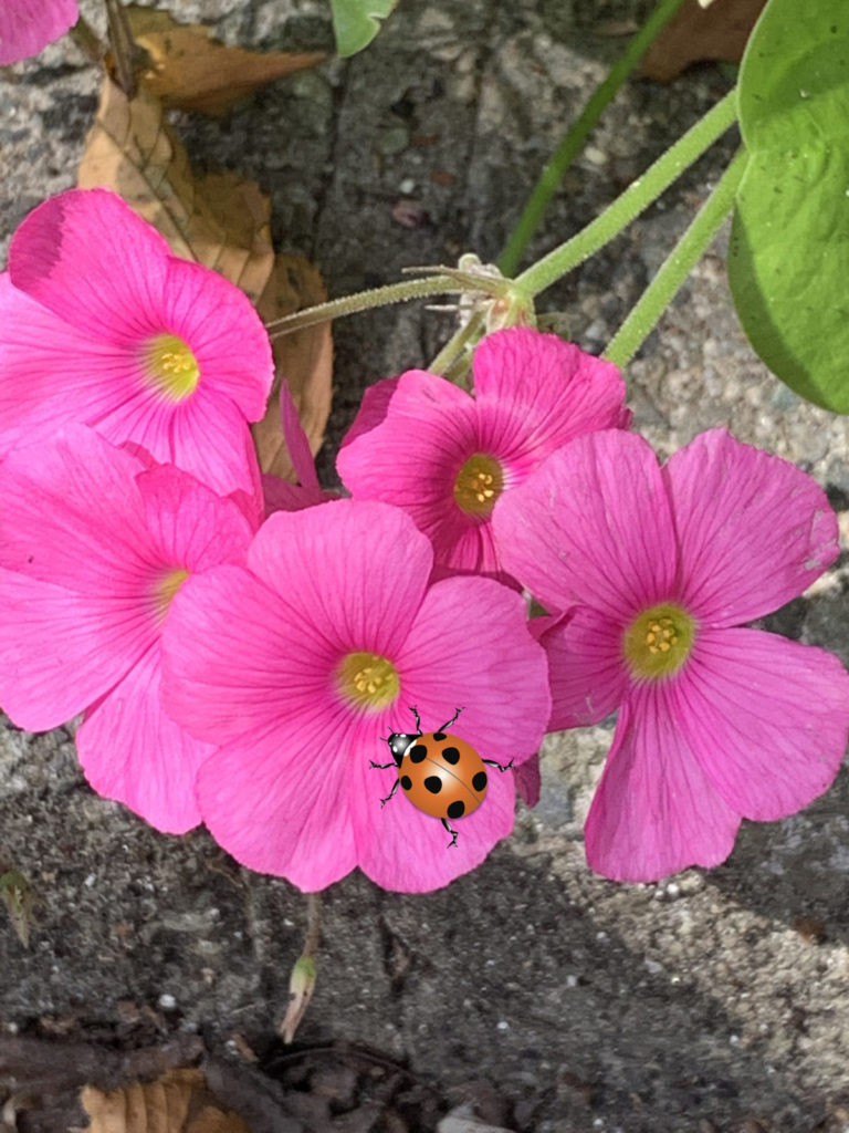 ハナカタバミ NT緑地にピンクの花が、かたまって咲いています。