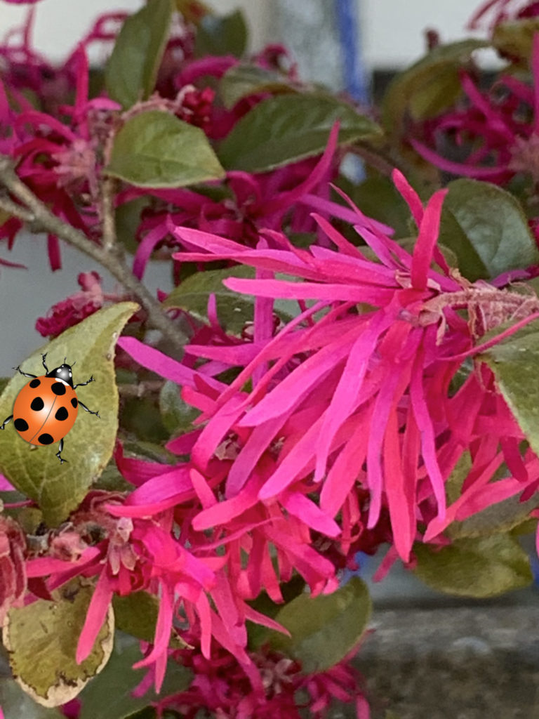 トキワマンサク 花が咲き始めました。偶然見つけられた日本原産の木です。