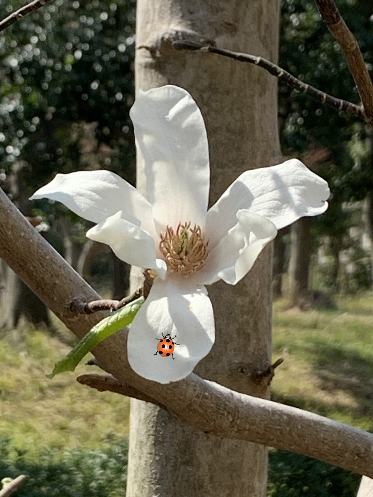 コブシ マグノリアの仲間で日本原産の木です