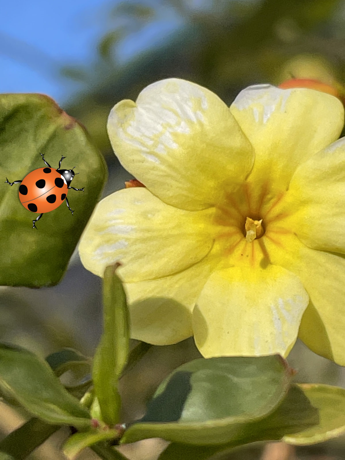オウバイモドキ 黄色い花です 冬に葉ついている方がオウバイモドキです
