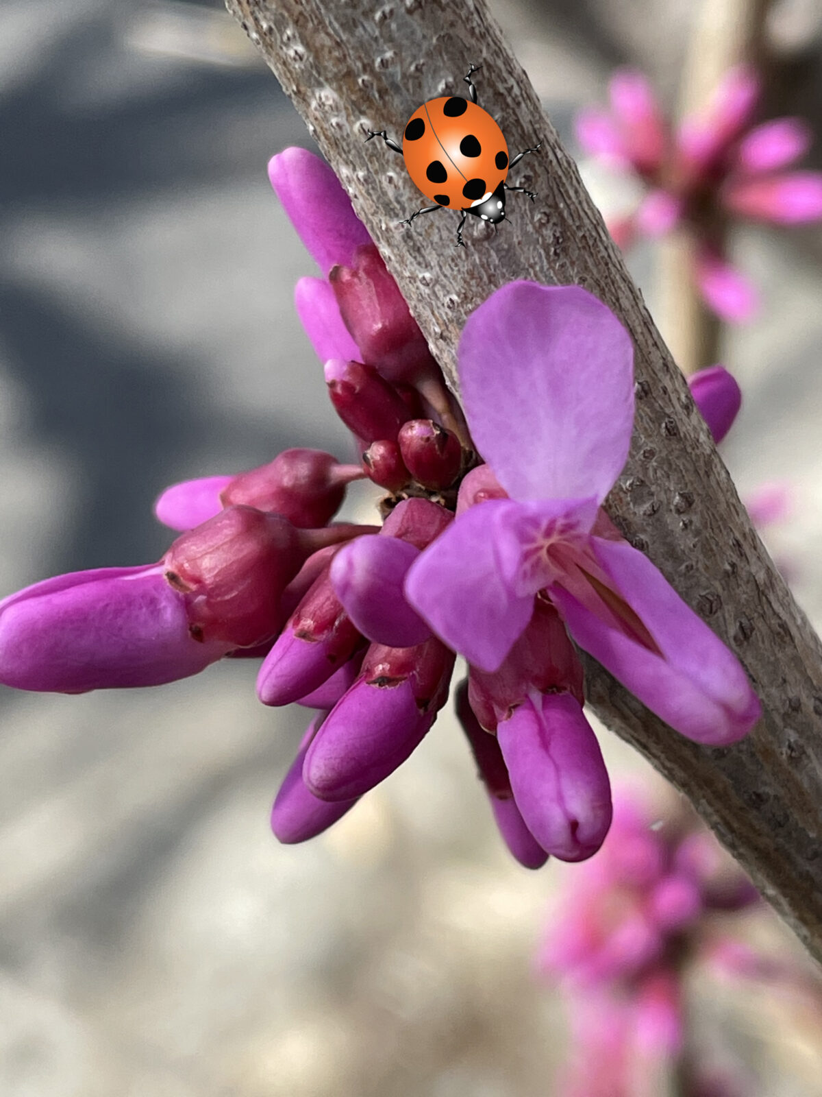 ハナズオウ 花弁の色がスオウ 蘇芳 で染めた色に似ていることから名づけられたそうです