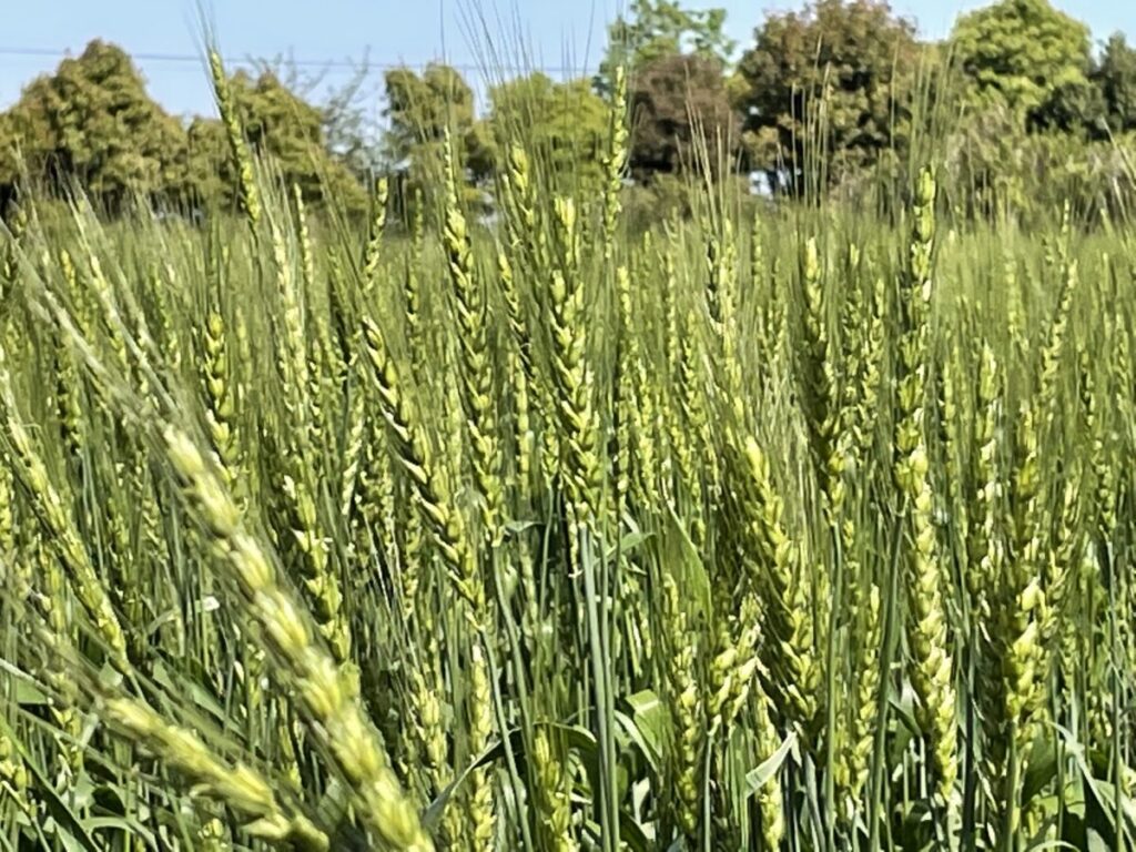 オオムギ 麦芽になります。横浜でも栽培されていました。
