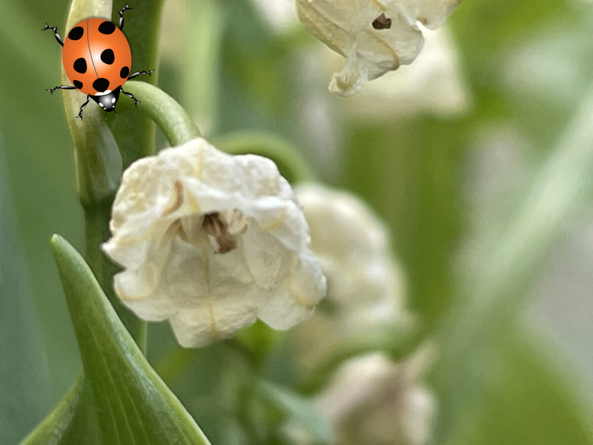 スズラン フランスでは5月の花で幸せを呼ぶ花とされていますが猛毒です