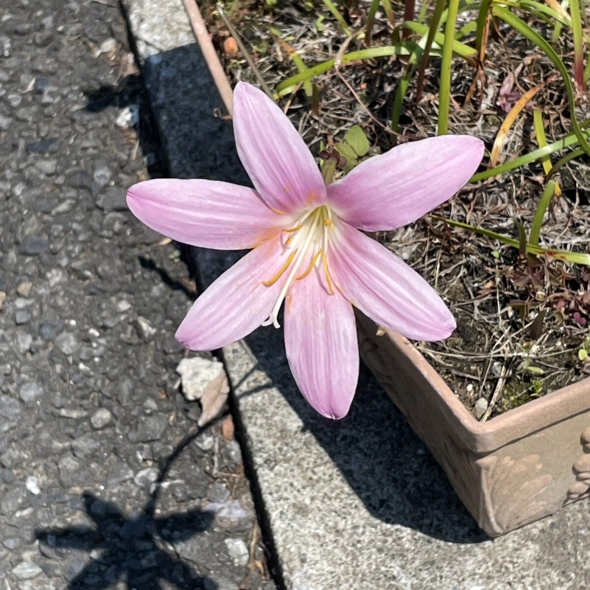 ハブランサス 花はきれいですがヒガンバナ科ですので毒があります