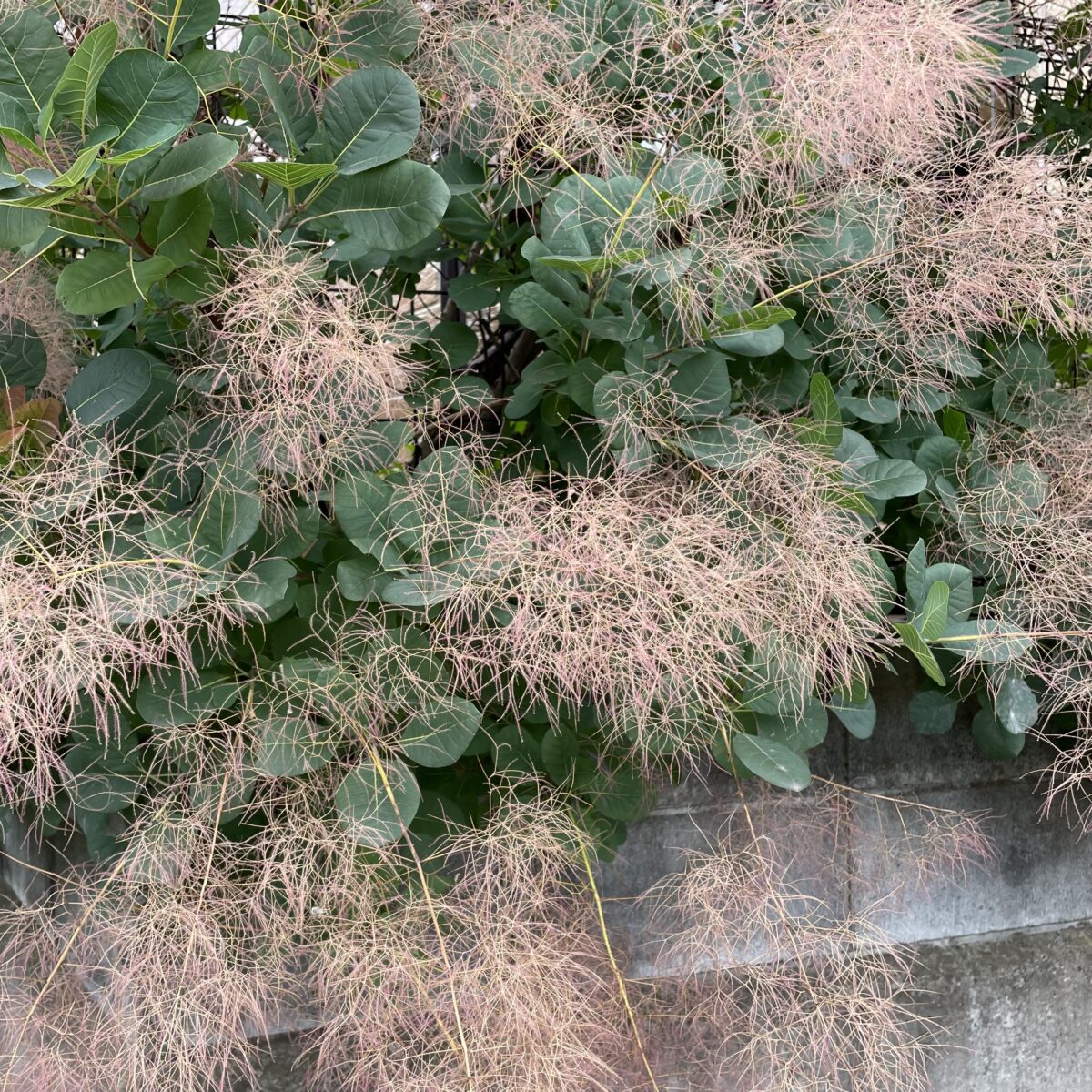 スモークツリー 綿菓子のような花です 同志社女子大学今出川キャンパスのスモークツリーが有名