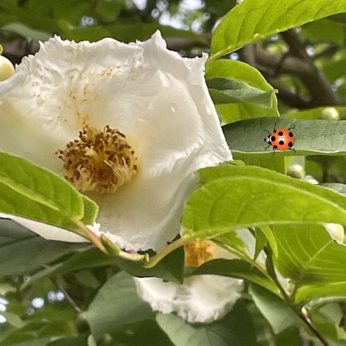 ナツツバキ ヒメシャラに似ていますが花が大きいです ヒメシャラの花は あまり目立ちません チャドクガの幼虫に注意です
