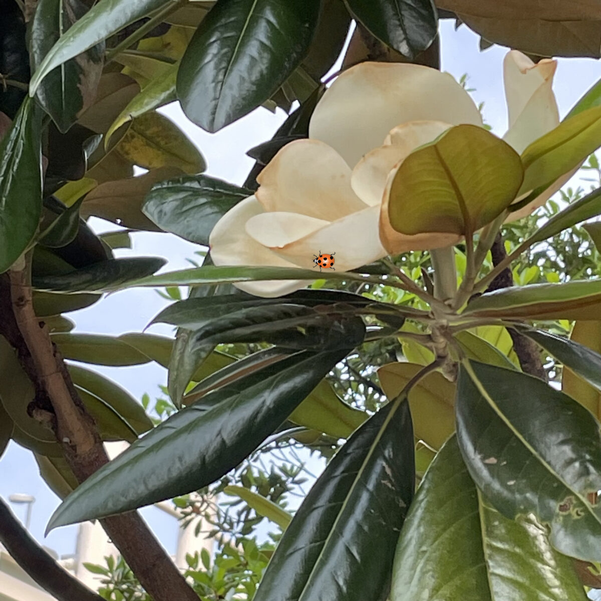 タイサンボク 樹木の花として国内最大級です ホオノキやユリノキの花も似ています アメリカ合衆国南部を象徴する花木とされミシシッピ州とルイジアナ州の州花 です