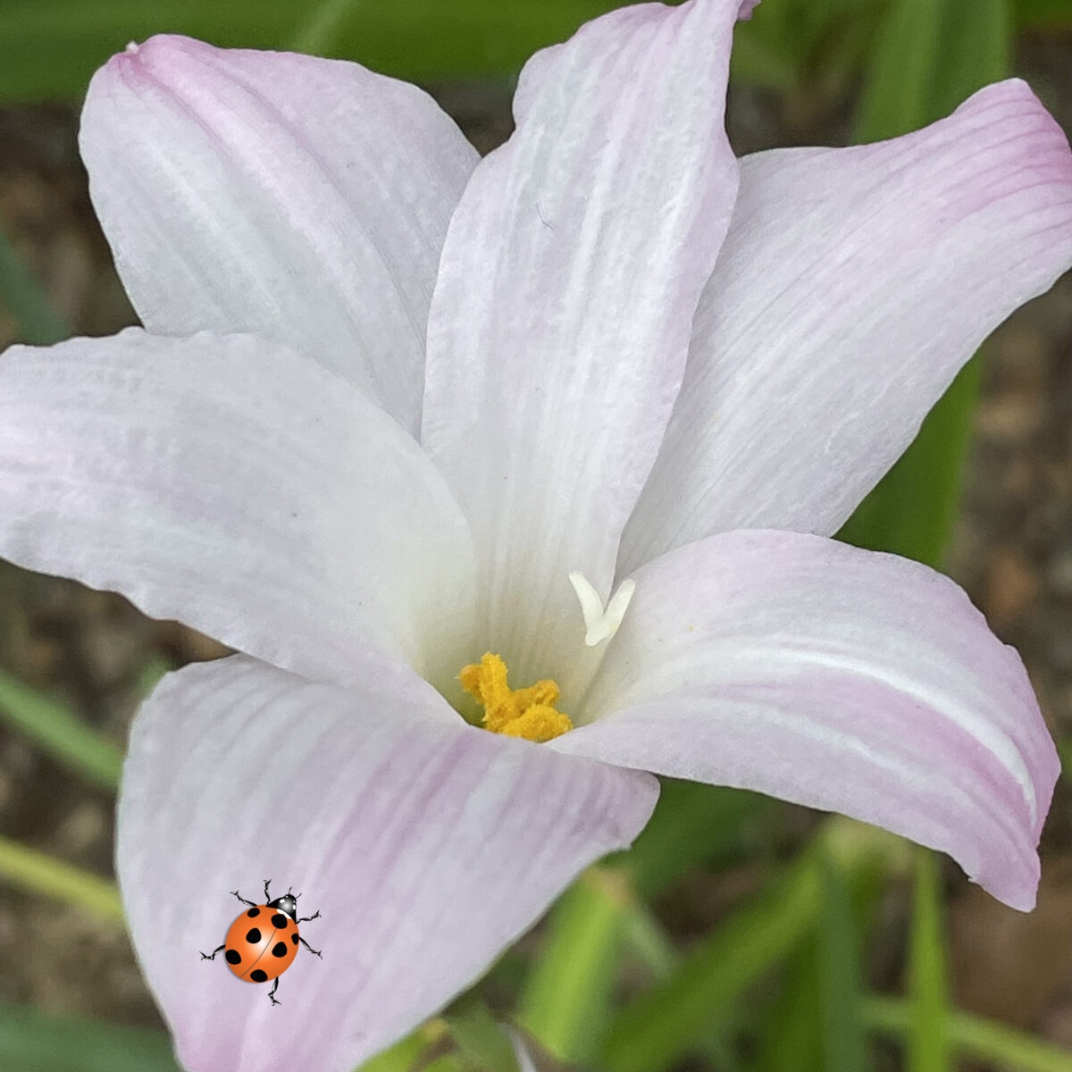 ハブランサス 花はきれいですがヒガンバナ科ですので毒があります