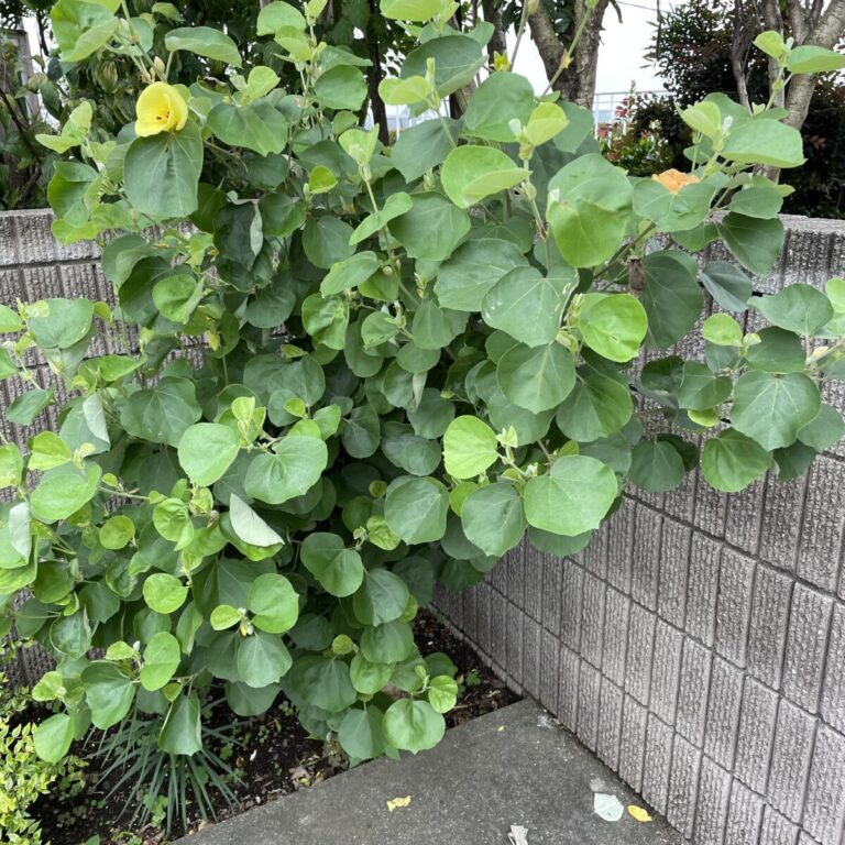 ハマボウ　日本原産の野生のハイビスカスの仲間です。内湾海岸などで自生する塩生植物です。