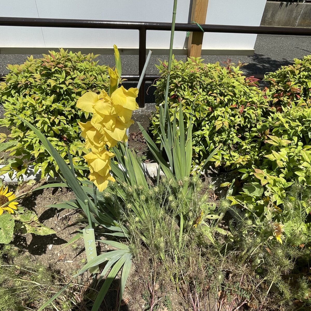 グラジオラス Gladiolus グラジオラス はラテン語のgladius 剣 が語源です 和名はトウショウブで夏に咲くのは夏咲きと呼ばれています