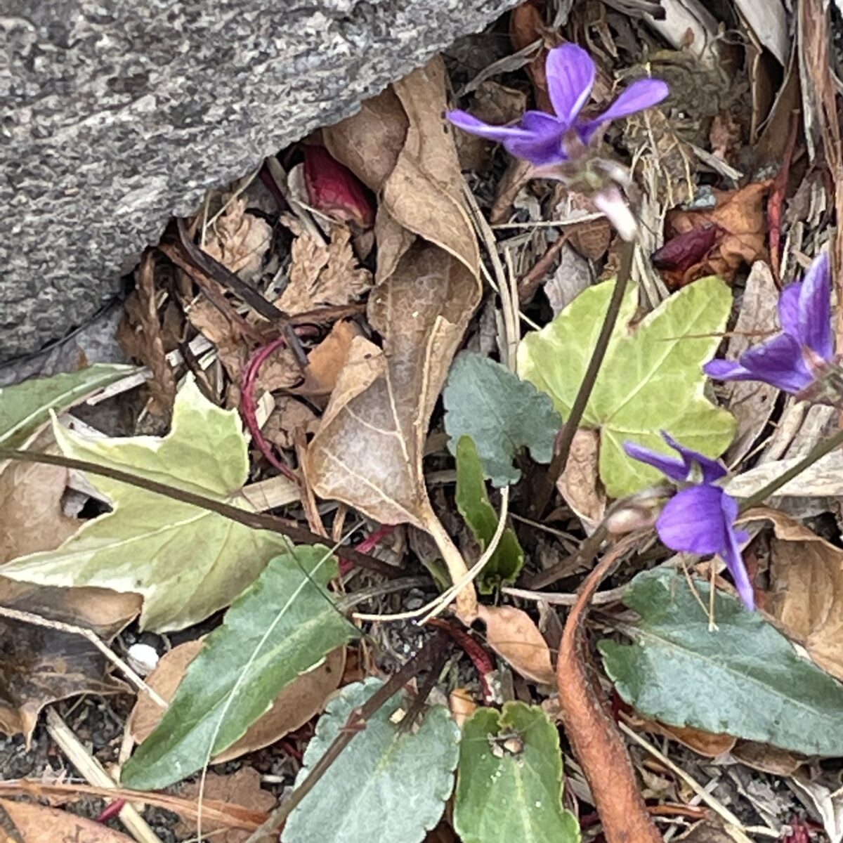 スミレ 花は春だけでなく秋まで花びらを開かない花をつけて種をつくります