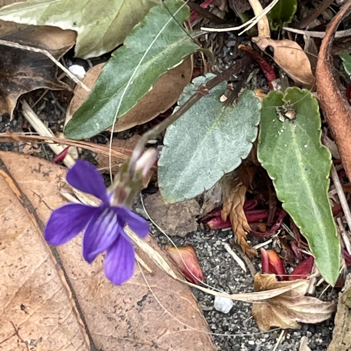 スミレ 花は春だけでなく秋まで花びらを開かない花をつけて種をつくります