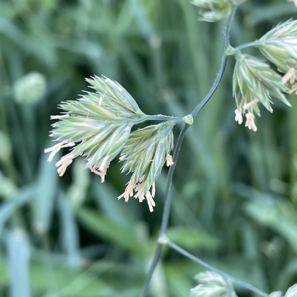 カモガヤ イネ科花粉症の原因植物の代表として紹介されています。初夏から秋まで花を咲かせ花粉をとばします。