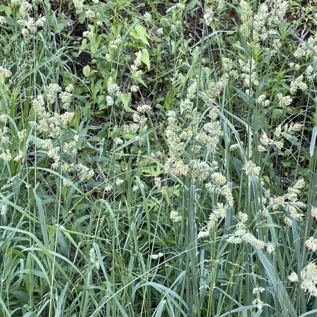 カモガヤ イネ科花粉症の原因植物の代表として紹介されています。初夏から秋まで花を咲かせ花粉をとばします。