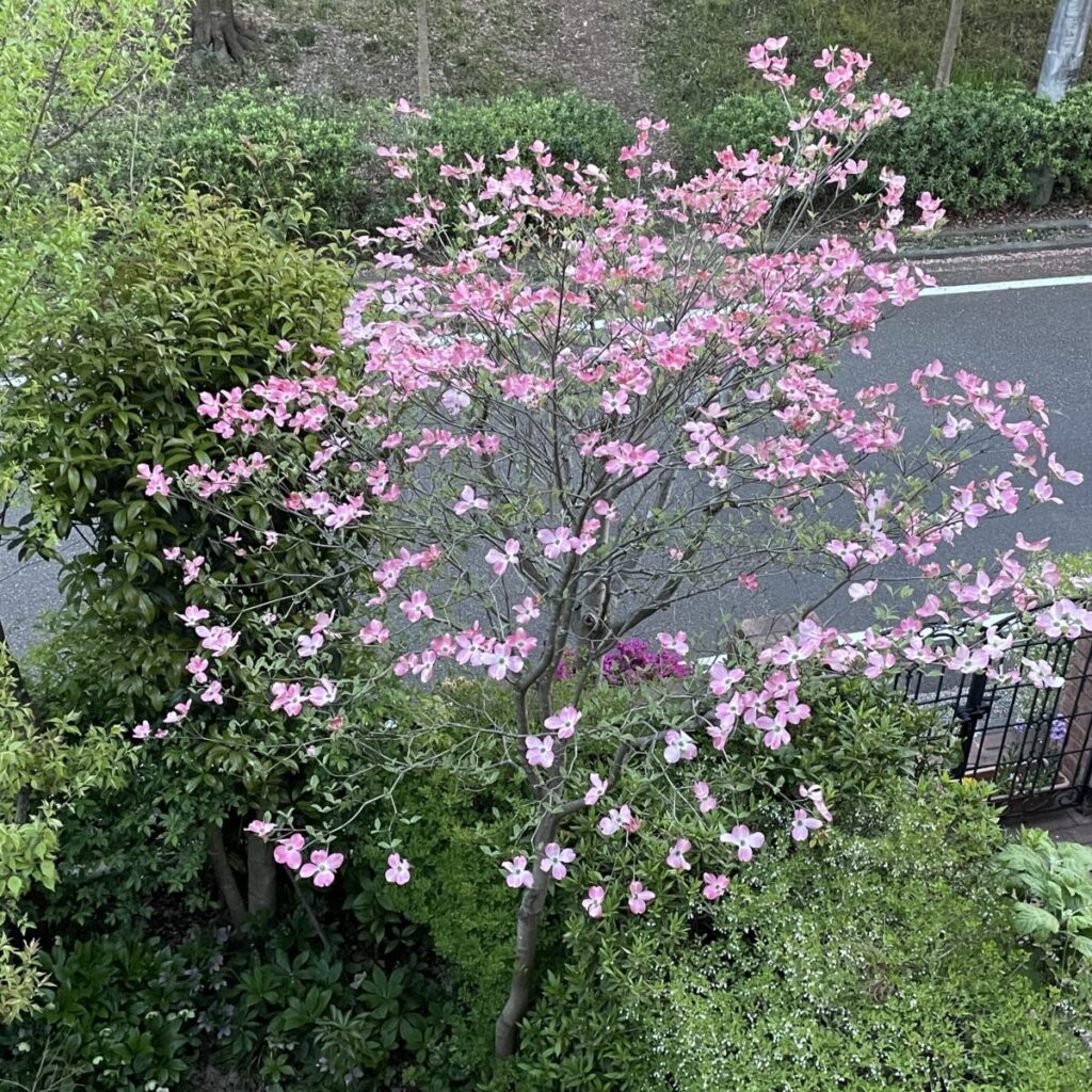 ハナミズキ 四枚の花びらに見えるものは花芽を包む葉で総苞片と呼ばれるものです。北アメリカが原産の落葉高木です。日本へは1912年にワシントンD ...